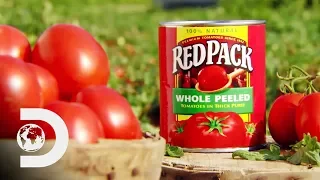 CANNED TOMATOES | How It's Made