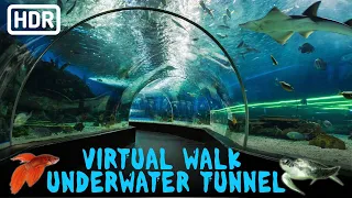 Walk the Most Amazing   Sea and Freshwater  Underwater Tunnel