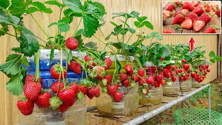 So Unexpected, Growing Strawberries in plastic bottles is very easy and has a lot of fruit