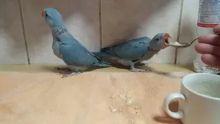 выкормыши ожереловых попугаев
