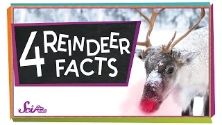 4 Facts to Know About Reindeer | Winter Science | Holiday Science | SciShow Kids