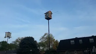 two pairs of Ospreys competing for the same nest site