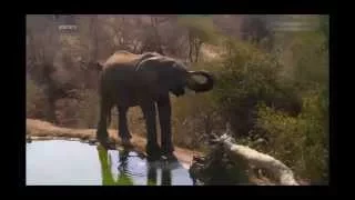 WildLife Дикая природа Африки Слон одинокий и печальный Sad and lonely elephant Africa :(