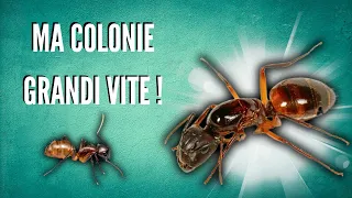 Comment va ma colonie de fourmis venant de Guyane française ? ( Spoil ! bien )