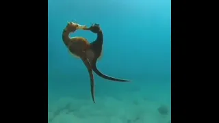 Секс морские коньки Sex seahorses #shorts