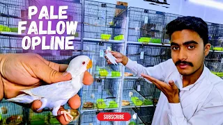 Pale Fellow opline love birds breeding setup