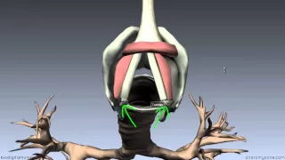 Larynx - Ligaments, Membranes, Vocal Cords - 3D Anatomy Tutorial