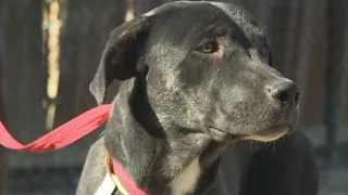 6 dogs rescued from laboratory in Mexico arrive in Round Rock