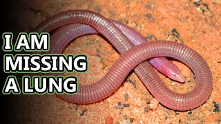 Worm Lizard facts: The Worm-like Reptile | Animal Fact Files