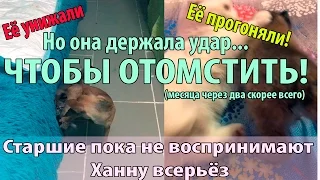 Рысь уже активно передвигается, бегает за бутылочкой с молоком, пытается дружить с котом и собакой