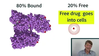 Pharmacokinetics Part 2: Distribution, protein binding, equilibrium