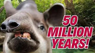 🌴 Tapirs: Nature's Living Fossils 🦷 10 Incredible Facts You Need to Know!