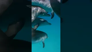 Dolphin 🐬 Feeding in Sea #trendingshorts #dolphin #shorts