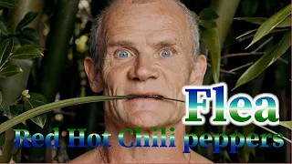 Flea басист Red hot chili peppers. Краткая биография, факты, творчество легендарного бас-гитариста.