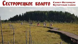 СЕСТРОРЕЦКОЕ  БОЛОТО - заказник в Курортном районе Санкт-Петербурга