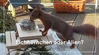 Eichhörnchen macht lustige Geräusche | Tiergeräusche | ASMR