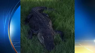 Gator attack: Call for help