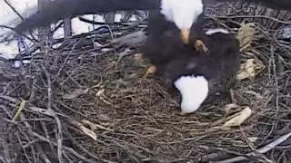 Decorah Eagles  1-23-15  Exciting Day In Decorah