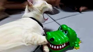 Ultimate Funny Cats and Dogs 😻🐶 Funniest Animals 😂 Part 28