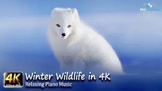 Winter Wildlife in 4K UHD | Wild Animals in Winter | Arctic Wolves, Foxes, Birds [4 Ultra HD Video]