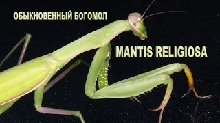 Обыкновенный богомол - Mantis religiosa