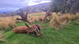 Deer hunting in New Zealand 2023
