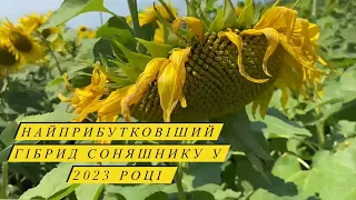 Найпродуктивніший гібрид соняшнику у 2023 році