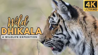 Rare Tigress with Cubs sighting at Dhikala | Jim Corbett National park