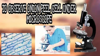 TO PREPARE STAINED TEMPORARY MOUNT OF ONION PEEL || PRACTICAL UNDER MICROSCOPE || MUST WATCH