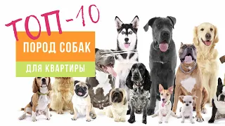 ТОП-10 пород собак для квартиры