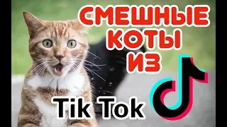 Смешные КОТЫ из Tik Tok / Funny CATS from Tik Tok