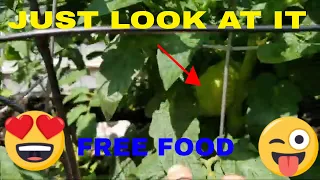 MY GARDEN TOUR UPDATE JULY 2023 WINNIPEG CANADA