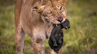 Hyena Cub Sparks Fury: The Ultimate Revenge Tale