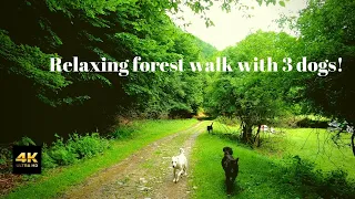 [4K]Virtual forest walk with 3 dogs!Relaxing river sounds and birds singing!