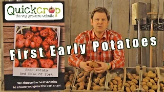 Seed potatoes - first earlies