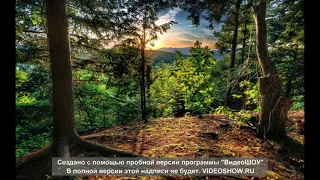 relaxing birdsong in the forest   расслабляющее пение птиц в лесу