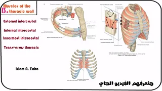 13.Muscles of the thoracic wall