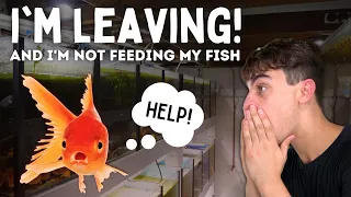 I'm Leaving! How to Keep Your Fish Alive While on Vacation!