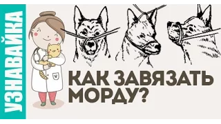 Как завязать морду собаке? Узнавайка