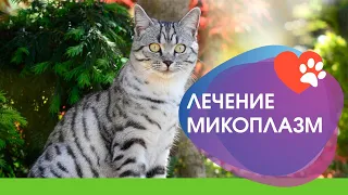 Лечение гемотропных микоплазм у кошек