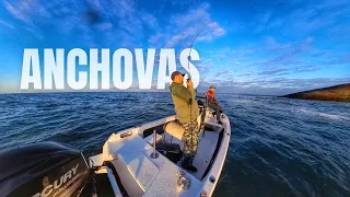 VIREI GUIA de PESCA! Pesca de ANCHOVAS e SORORÓCAS com iscas artificiais