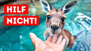 Rette niemals ein Känguru aus dem Wasser, wenn du sicher sein möchtest.