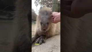 Capybara: The World's Friendliest Animal #shorts