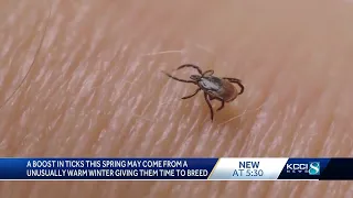 Warmer weather brings more bugs: How to prevent tick bites