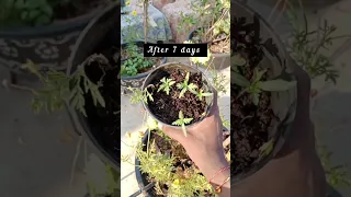 how to grow cosmos plants from seeds 😃
