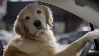 Dog Commercials- Subaru.