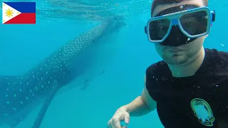 Swimming With Whalesharks In Cebu, Philippines 🇵🇭