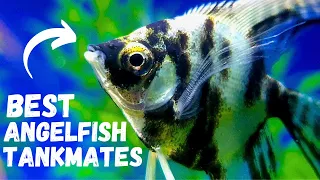 Best Angelfish Tank Mates