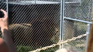 Lions Communicating