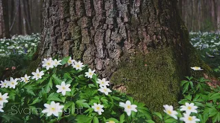 Svarog Light - Повідай мені дубе про світ🌿 ( 2024 )